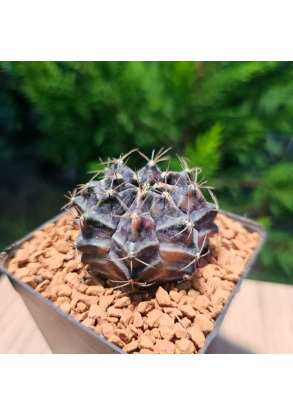 Gymnocalycium Mihanovichii 5.5 cm Boyutunda Özel Tür Kaktüs