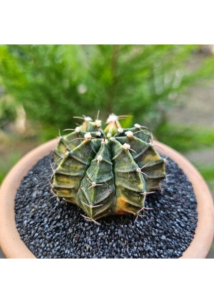 Gymnocalycium Mihanovichii 6.5 cm Boyutunda Özel Tür Kaktüs modelleri