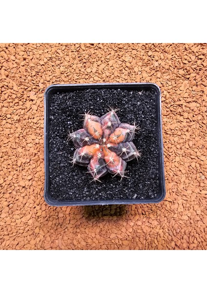 Yağmur Kaktüs Gymnocalycium Mihanovichii 4 cm Boyutunda Özel Tür Kaktüs