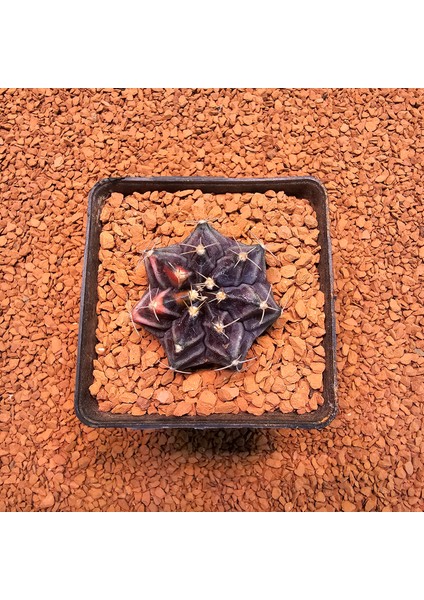 Gymnocalycium Mihanovichii 4.5 cm Boyutunda Özel Tür Kaktüs