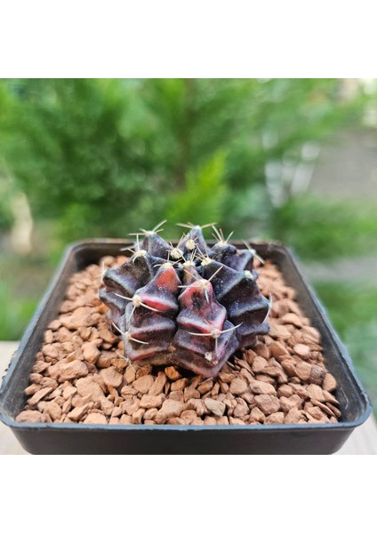 Gymnocalycium Mihanovichii 4.5 cm Boyutunda Özel Tür Kaktüs
