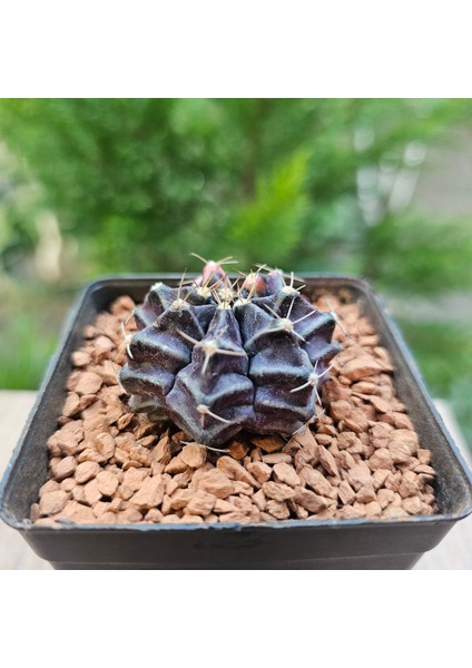 Gymnocalycium Mihanovichii 4.5 cm Boyutunda Özel Tür Kaktüs