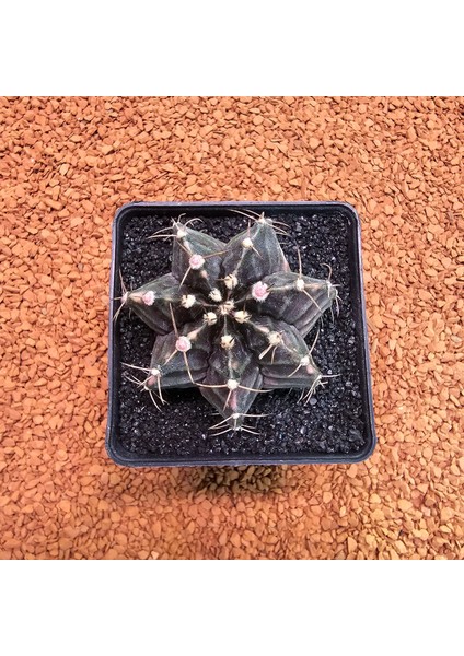 Gymnocalycium Mihanovichii 6.5 cm Boyutunda Özel Tür Kaktüs