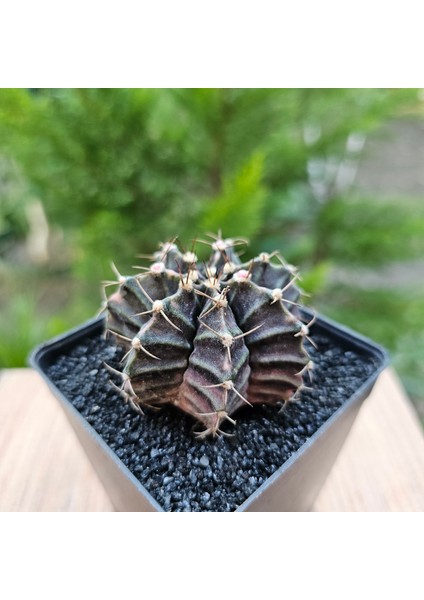 Gymnocalycium Mihanovichii 6.5 cm Boyutunda Özel Tür Kaktüs
