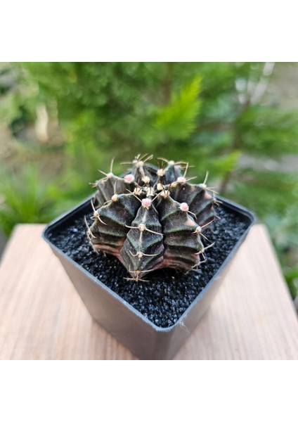 Gymnocalycium Mihanovichii 6.5 cm Boyutunda Özel Tür Kaktüs