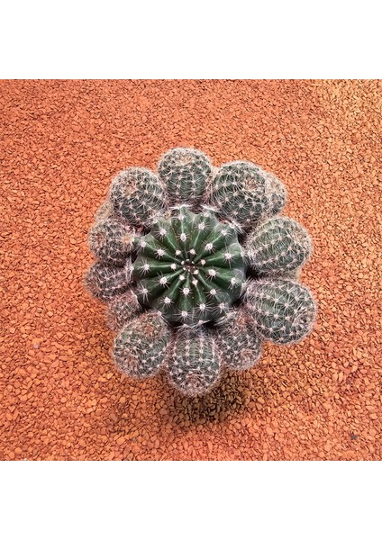 Echinopsis Bol Yavrulu 10LUK Saksıda Kaktüs