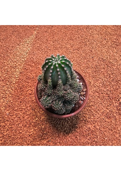 Echinopsis Bol Yavrulu 8.5lik Saksıda Kaktüs