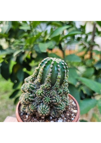 Echinopsis Bol Yavrulu 8.5lik Saksıda Kaktüs