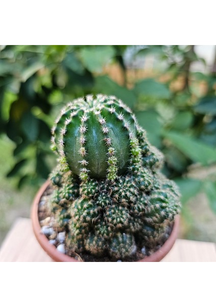 Echinopsis Bol Yavrulu 8.5lik Saksıda Kaktüs