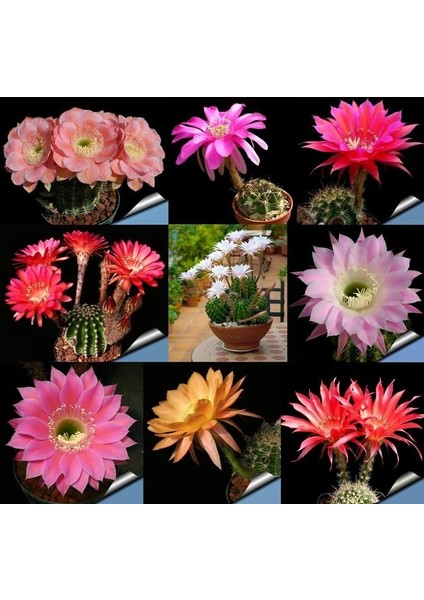 Echinopsis Bol Yavrulu 8.5lik Saksıda Kaktüs