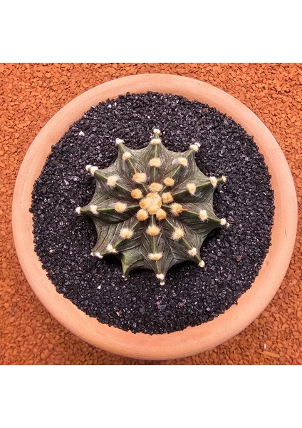 Yağmur Kaktüs Gymnocalycium Mihanovichii 6 cm Boyutunda Özel Tür Kaktüs