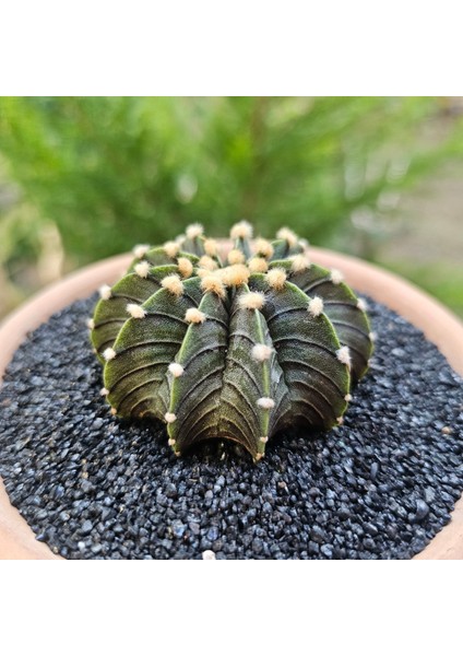 Yağmur Kaktüs Gymnocalycium Mihanovichii 6 cm Boyutunda Özel Tür Kaktüs