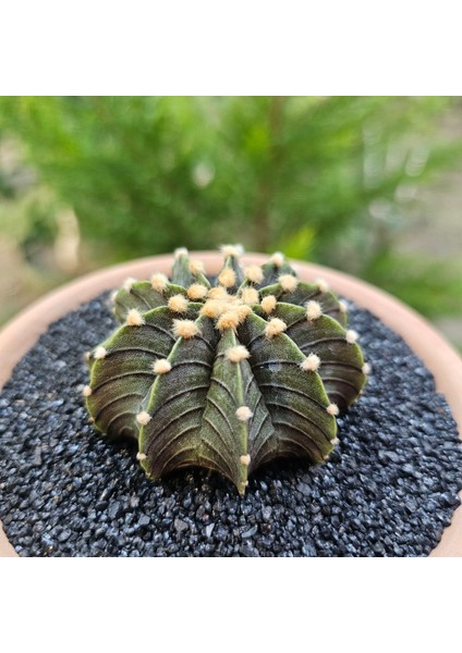 Yağmur Kaktüs Gymnocalycium Mihanovichii 6 cm Boyutunda Özel Tür Kaktüs