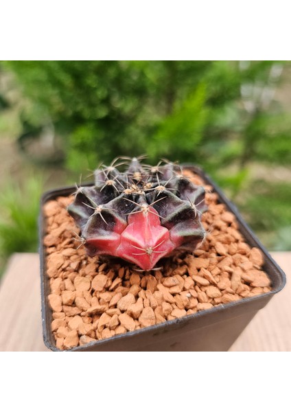 Gymnocalycium Mihanovichii 5 cm Boyutunda Özel Tür Kaktüs
