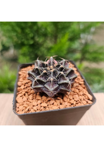 Gymnocalycium Mihanovichii 5 cm Boyutunda Özel Tür Kaktüs
