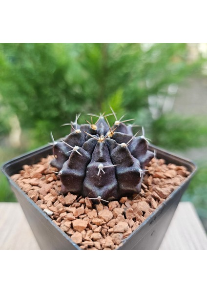 Yağmur Kaktüs Gymnocalycium Mihanovichii 5.5 cm Boyutunda Özel Tür Kaktüs