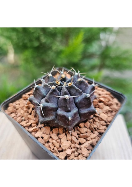 Yağmur Kaktüs Gymnocalycium Mihanovichii 5.5 cm Boyutunda Özel Tür Kaktüs