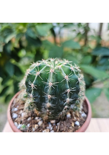 Echinopsis 8.5lik Saksıda Kaktüs