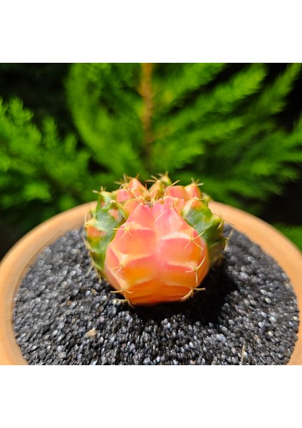 Yağmur Kaktüs Gymnocalycium Mihanovichii 5 cm Boyutunda Özel Tür Kaktüs