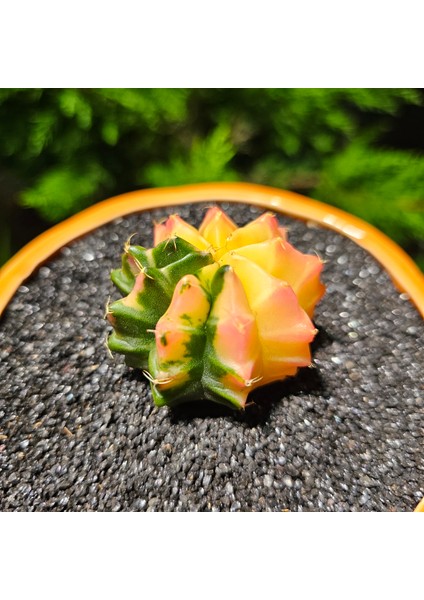 Yağmur Kaktüs Gymnocalycium Mihanovichii 5 cm Boyutunda Özel Tür Kaktüs