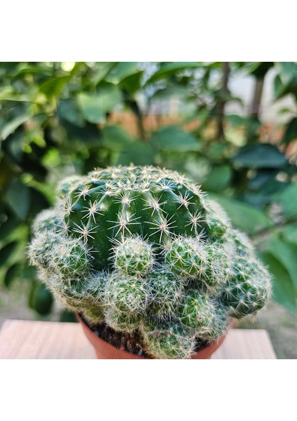 Echinopsis Bol Yavrulu 8.5lik Saksıda Kaktüs