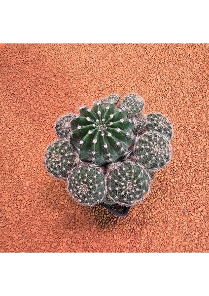 Echinopsis Bol Yavrulu 8.5lik Saksıda Kaktüs