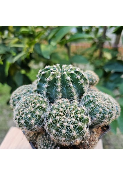 Echinopsis Bol Yavrulu 8.5lik Saksıda Kaktüs fiyatları