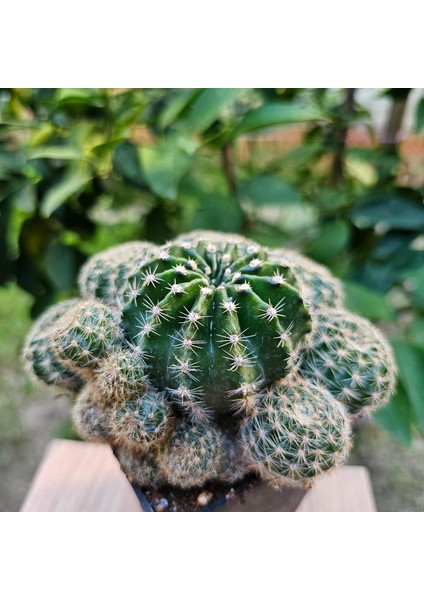 Echinopsis Bol Yavrulu 8.5lik Saksıda Kaktüs modelleri