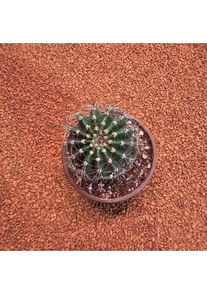 Yağmur Kaktüs Echinopsis 8.5lik Saksıda Kaktüs