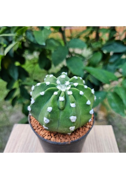 Echinopsis 8.5lik Saksıda Kaktüs
