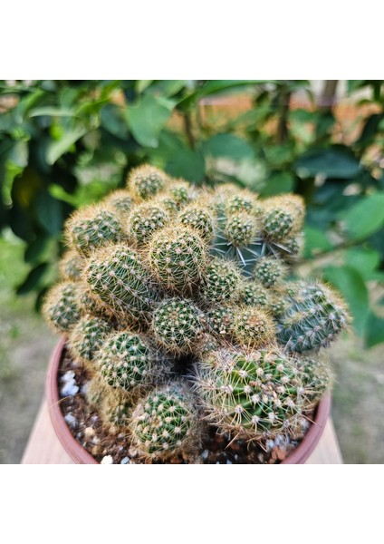 Yağmur Kaktüs Echinopsis Bol Yavrulu 12LIK Saksıda Kaktüs