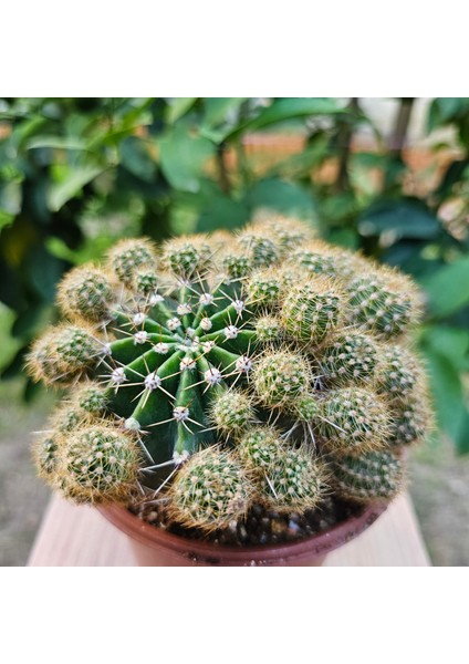 Yağmur Kaktüs Echinopsis Bol Yavrulu 12LIK Saksıda Kaktüs