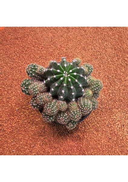Echinopsis Bol Yavrulu 15LIK Saksıda Kaktüs