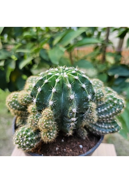 Echinopsis Bol Yavrulu 15LIK Saksıda Kaktüs fiyatları