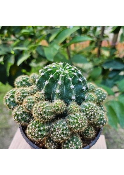 Echinopsis Bol Yavrulu 15LIK Saksıda Kaktüs modelleri