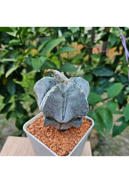 Astrophytum Onzuka 9luk Saksıda Kaktüs