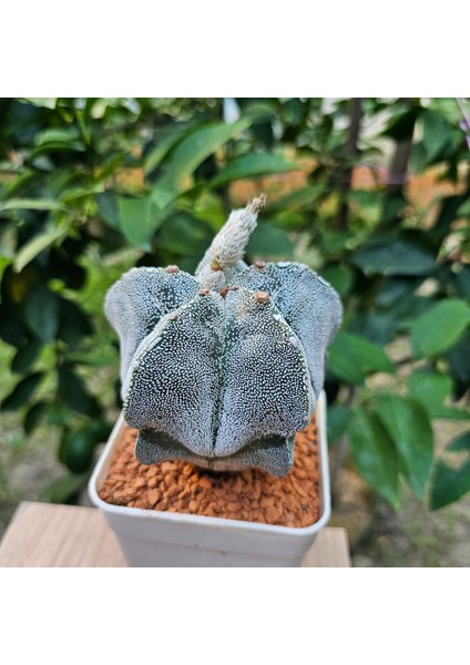 Astrophytum Onzuka 9luk Saksıda Kaktüs