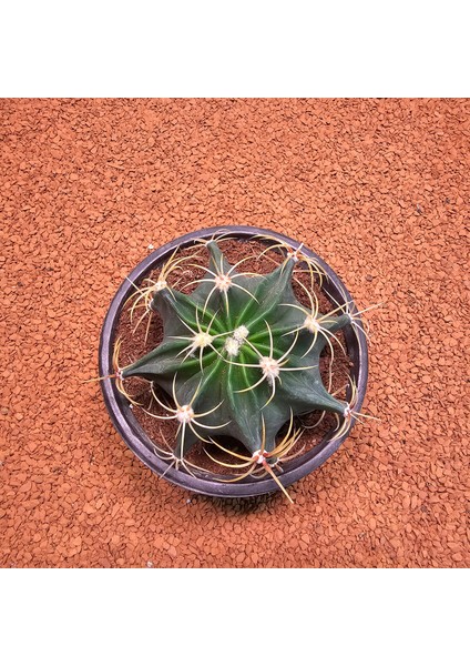Ferocactus Histrix 10LUK Saksıda Kaktüs