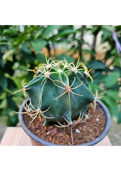 Ferocactus Histrix 10LUK Saksıda Kaktüs fiyatları