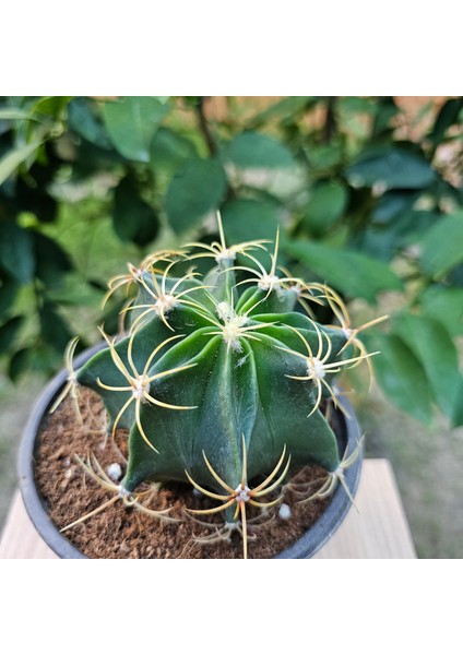 Ferocactus Histrix 10LUK Saksıda Kaktüs modelleri
