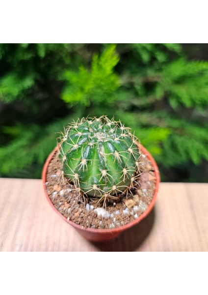 Yağmur Kaktüs Echinopsis 5,5lik Saksıda Kaktüs