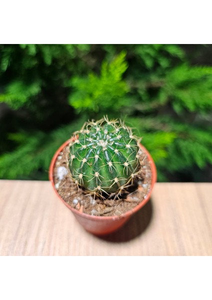 Yağmur Kaktüs Echinopsis 5,5lik Saksıda Kaktüs