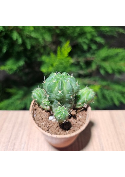 Matucana Polzi 5,5lik Saksıda Kaktüs