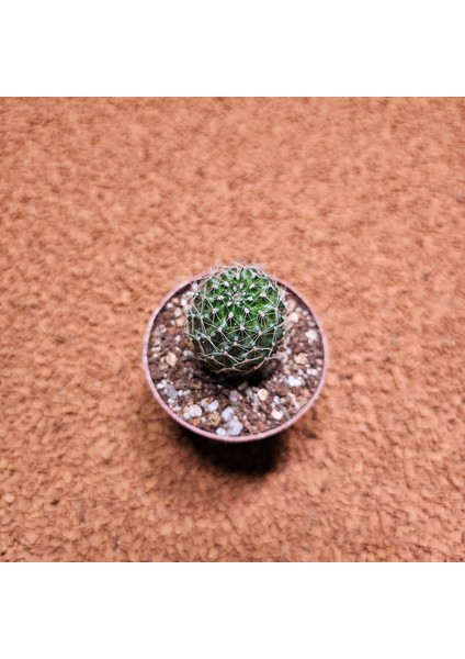 Yağmur Kaktüs Echinopsis 5.5lik Saksıda Kaktüs