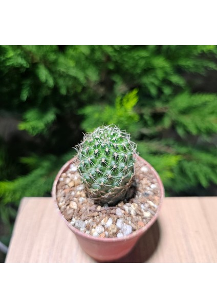 Yağmur Kaktüs Echinopsis 5.5lik Saksıda Kaktüs