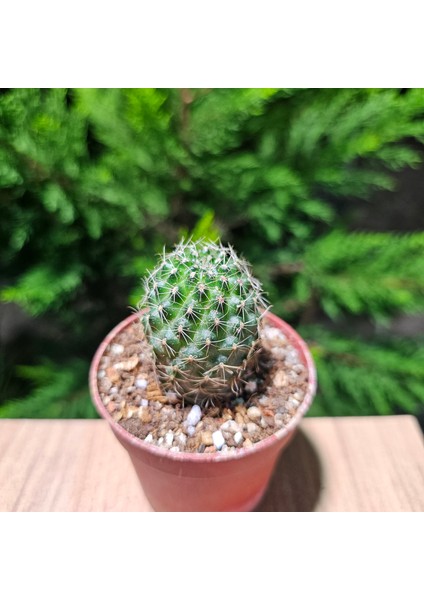 Yağmur Kaktüs Echinopsis 5.5lik Saksıda Kaktüs