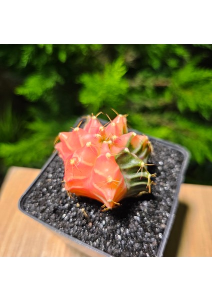 Yağmur Kaktüs Gymnocalycium Mihanovichii 5 cm Boyutunda Özel Tür Kaktüs