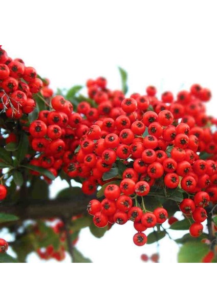 1-2 Yaş Arası Tüplü Kırmızı Bodur Ateş Dikeni (Pyracantha) Fidanı - Canlı Meyveli ve Dayanıklı Fidan