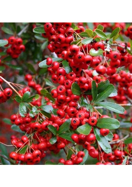 1-2 Yaş Arası Tüplü Kırmızı Bodur Ateş Dikeni (Pyracantha) Fidanı - Canlı Meyveli ve Dayanıklı Fidan fiyatları