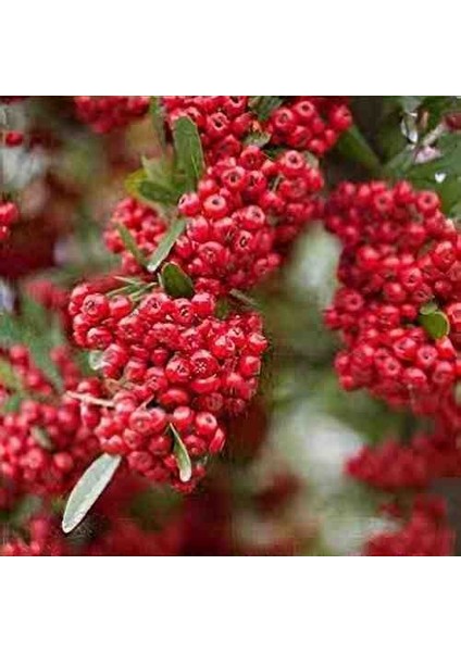 1-2 Yaş Arası Tüplü Kırmızı Bodur Ateş Dikeni (Pyracantha) Fidanı - Canlı Meyveli ve Dayanıklı Fidan modelleri